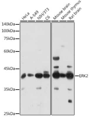 Western Blot: ERK2 AntibodyAzide and BSA Free [NBP3-02974]